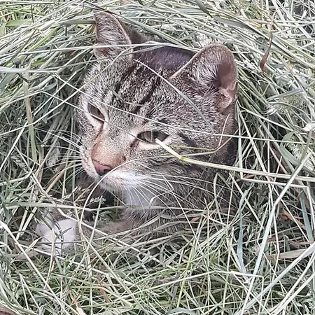 Гостевой дом Mit Teekueche, Bad Ez 4*