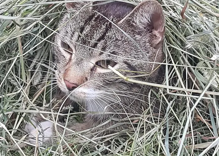 Gasthuis Mit Teekueche Und Bad Einzelzimmer 4*